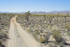 Mojave-Road-0179