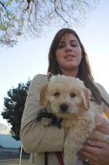 Goldendoodle-Puppy-0001