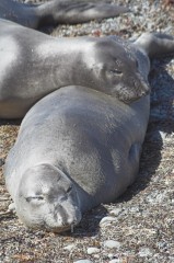 Big-Sur-0015