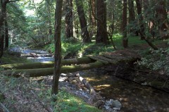 Big-Sur-0139