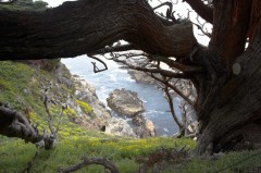 Big-Sur-0246