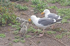 Big-Sur-0249