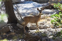 Tuolumne-Meadows-8799